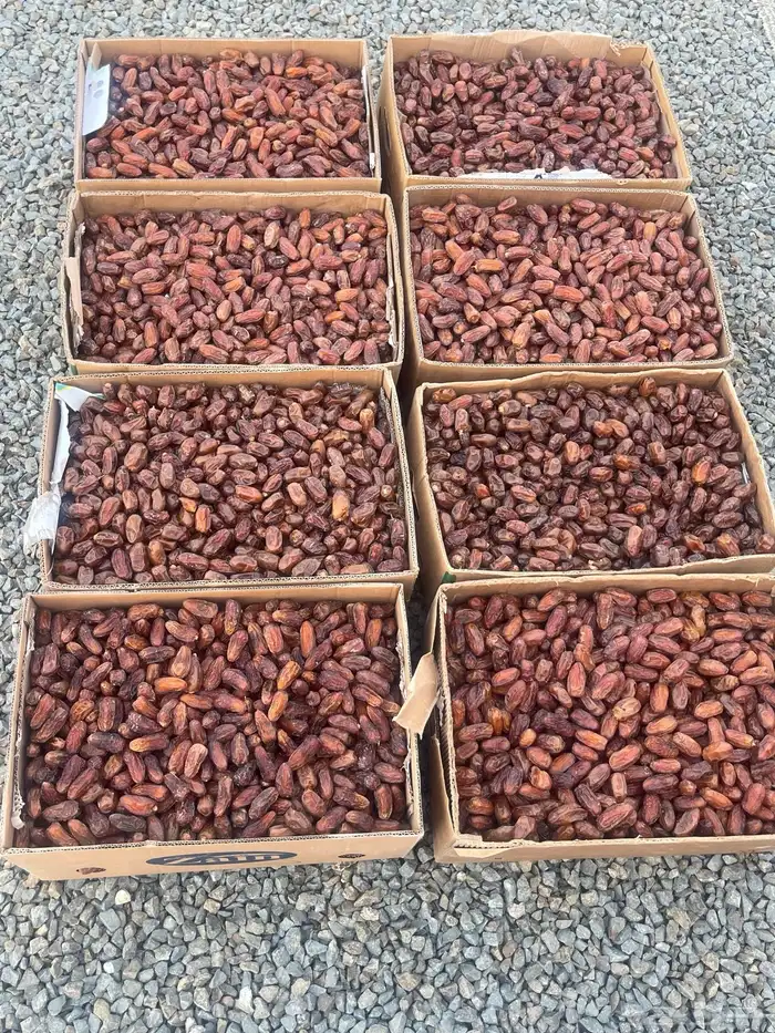 تمر صفري نقاوه صافي 3