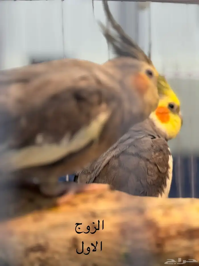 للبيع كروان شرط الانتاج 0