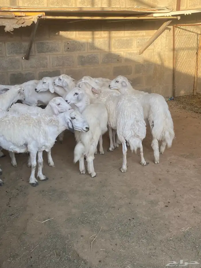 تم البيع عسالله يرزق رعيها عدد شعرها 1