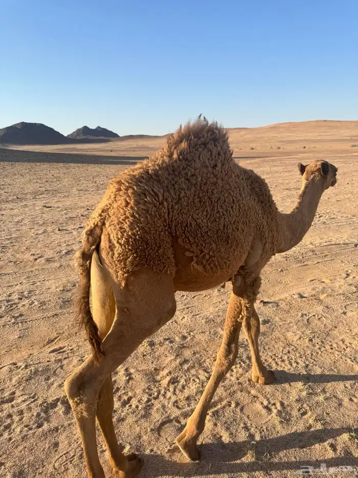 قعود أشعل 5