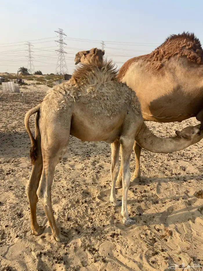 قعود للبيع 1