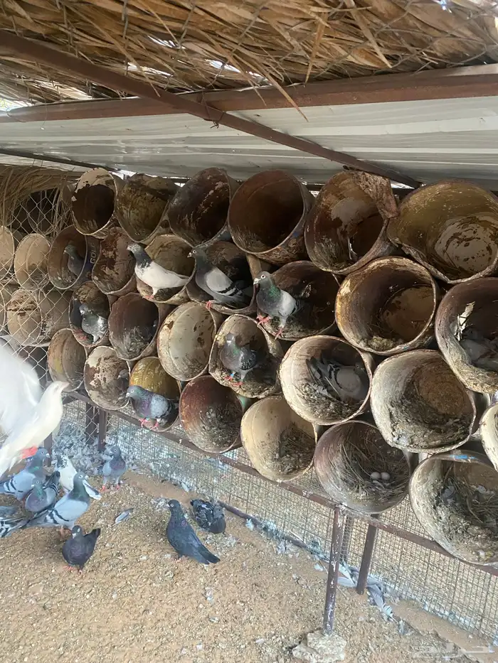 مشروع دواجن 0