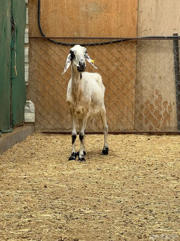 نعجة صفراء مبشمة دافع قريب (تم البيع) 1