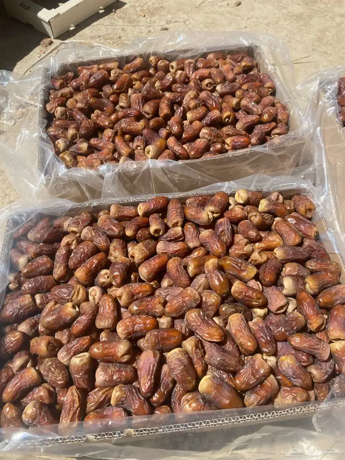 برني العيص 1