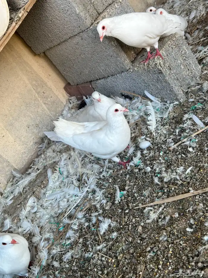 حمام فرنسي سوبر جامبو ملكي بيور ابيض صافي 2