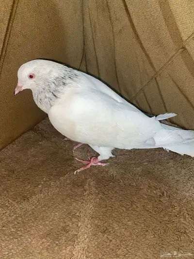 للبيع حمام الزاجل الابيض يستخدم ل التربيه والسبقات 0