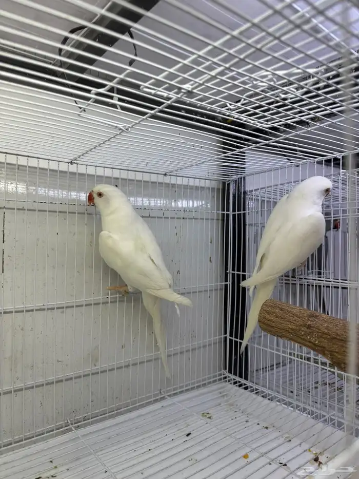 جوز دره لاتينو متاح جوز دره 6