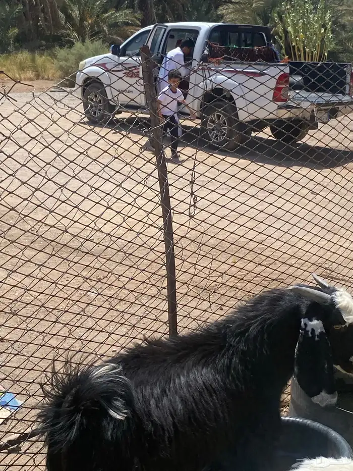 تيس عارضي للبيع مقفل شحم ولحم عمر 7 شهور او 8 اشهر 0