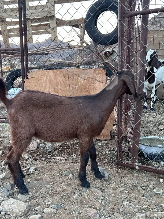 معزا سوريات 1