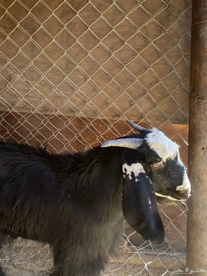 تيس عارضي للبيع مقفل شحم ولحم عمر 7 شهور او 8 اشهر 1