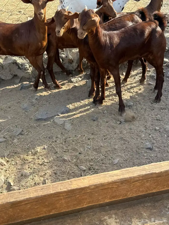 جفار محايليه صنف الصنف 11