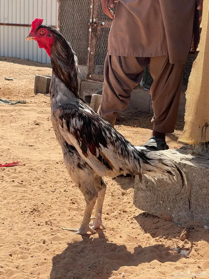 دجاج سندي جوز 1