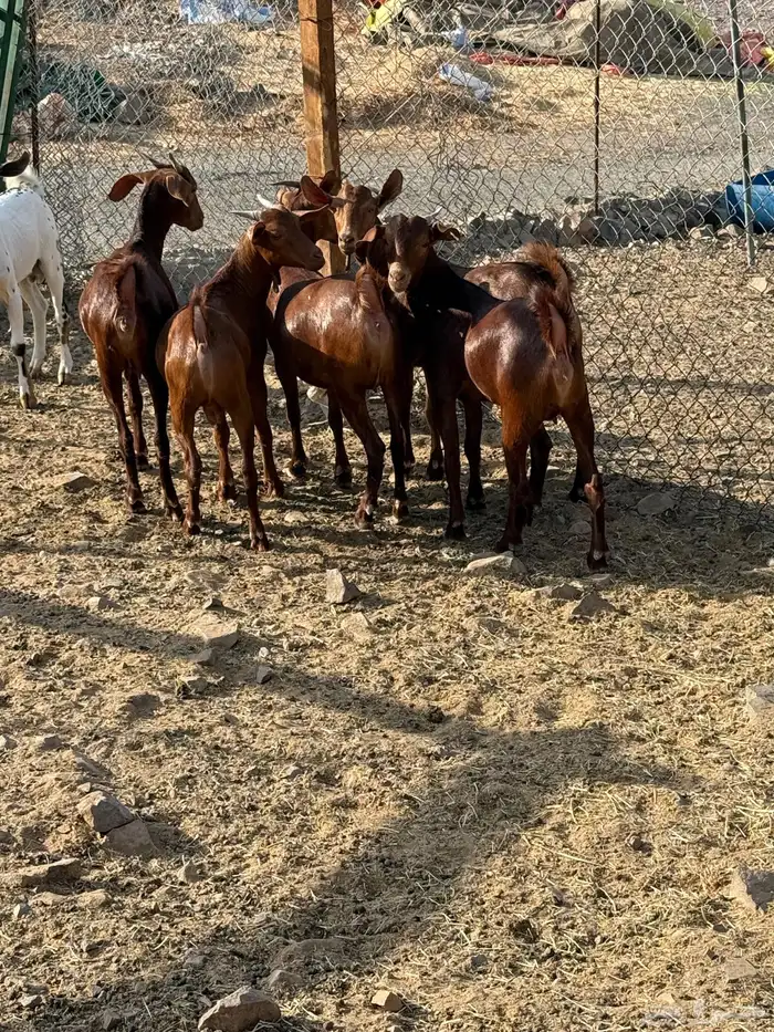 جفار محايليه صنف الصنف 12