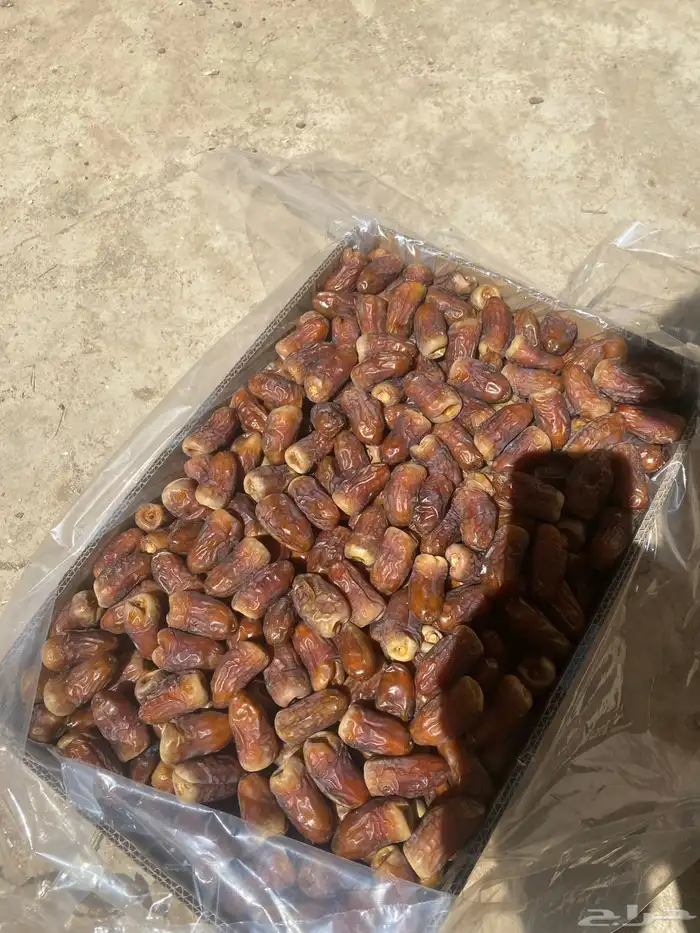 برني العيص 0