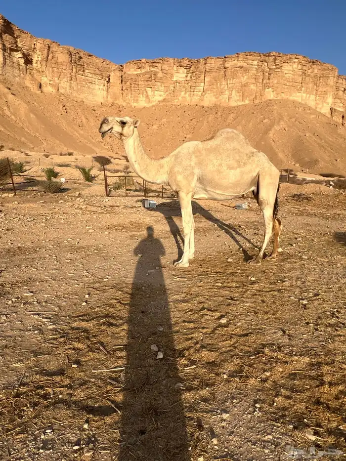 ضريبه طيبه 0