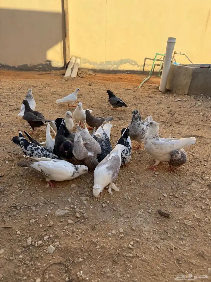 حمام للبيع العدد 24 .. 12 جوز 8