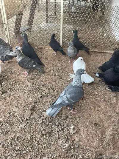 للبيع مجموعة حمام زينة index