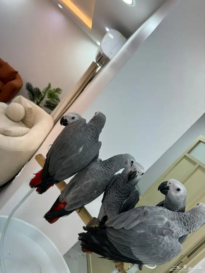 افروخ كاسكو 1