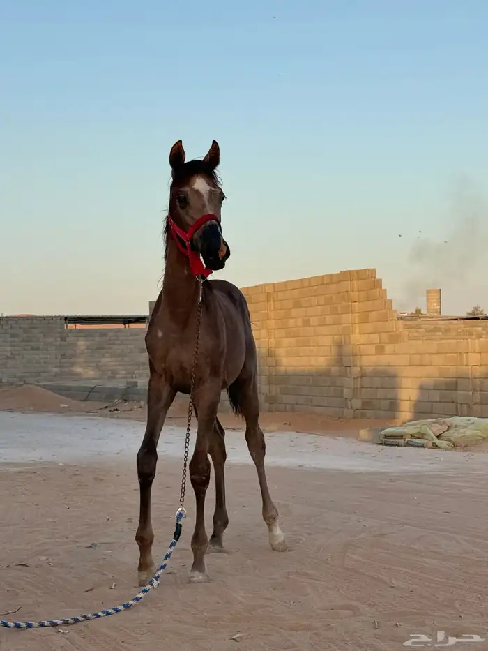 مهرة عربيه شعبية فاخرة فرس 0