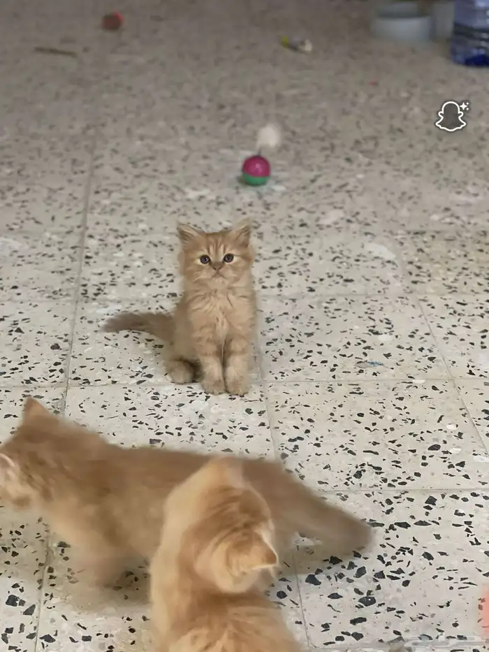 قطط للبيع 4