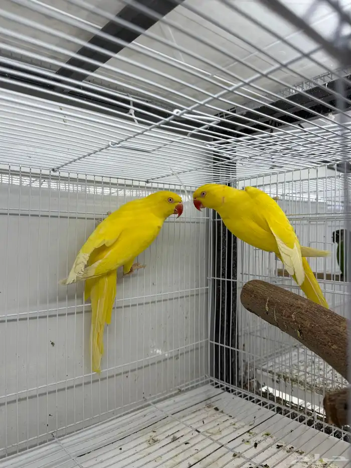 جوز دره لاتينو متاح جوز دره 1