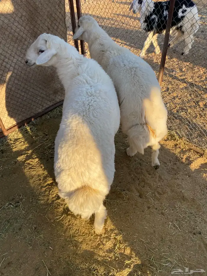 للبيع طليان 2