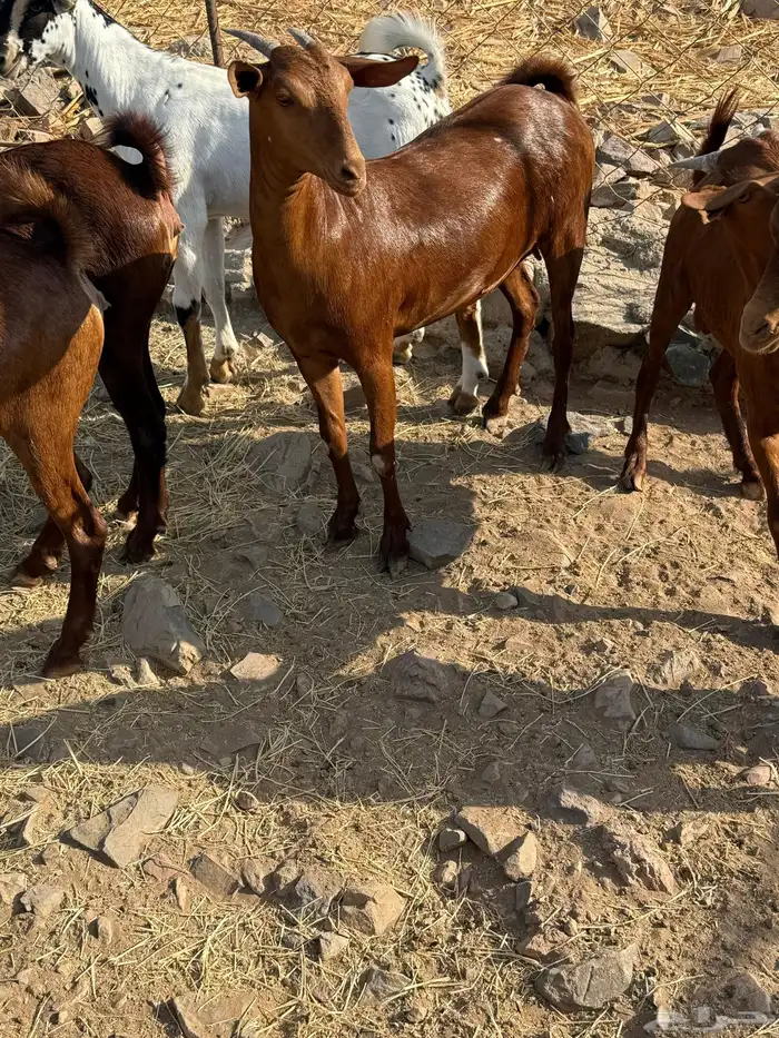 جفار محايليه صنف الصنف 9