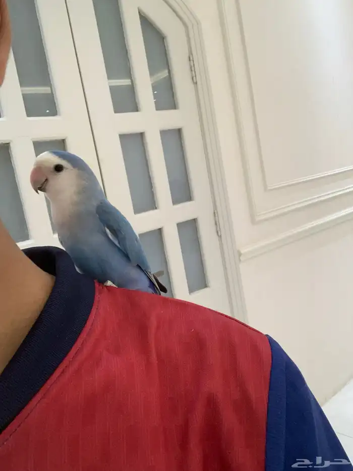 ببغاء روز  زوج 3