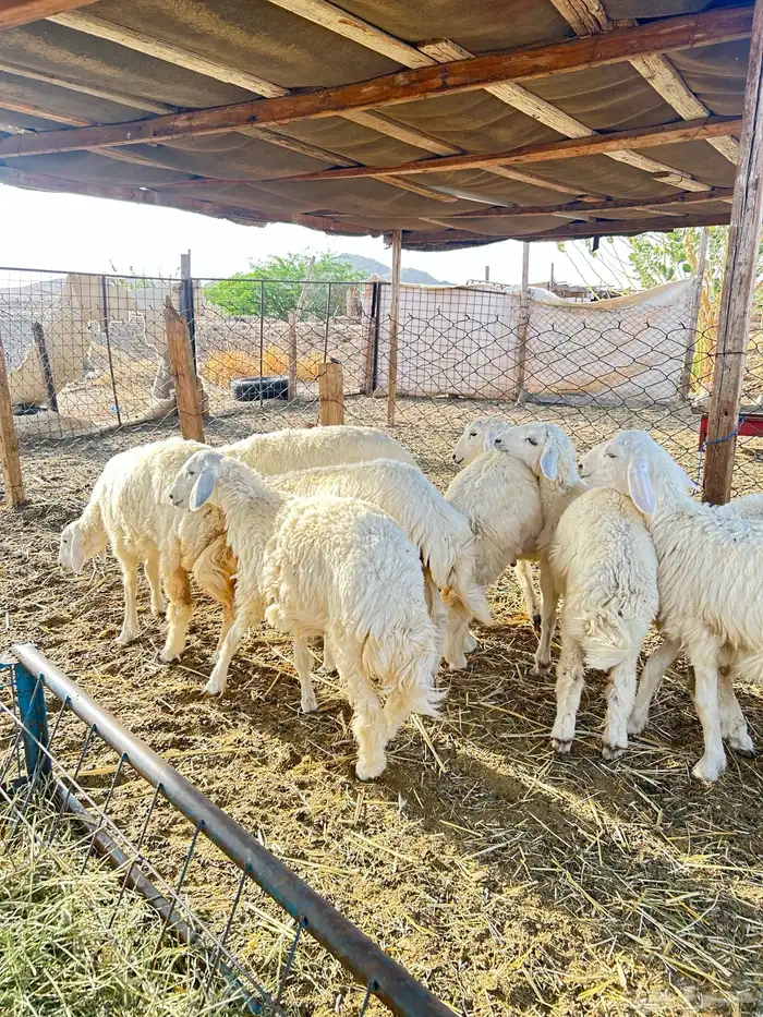 ذبايح حريه طليان و رخال 4