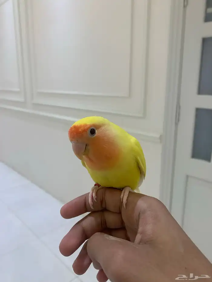 ببغاء روز  زوج 5