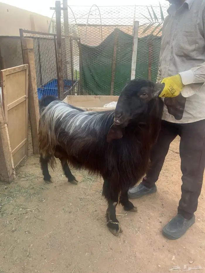 الخرج 0