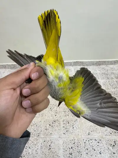 طائر الصفار متوفر حبه واحده فقط سليمه من كل شى طرح شبكه index