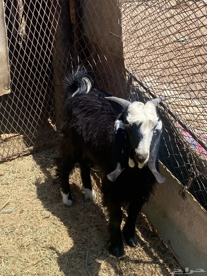 تيس عارضي للبيع مقفل شحم ولحم عمر 7 شهور او 8 اشهر 3