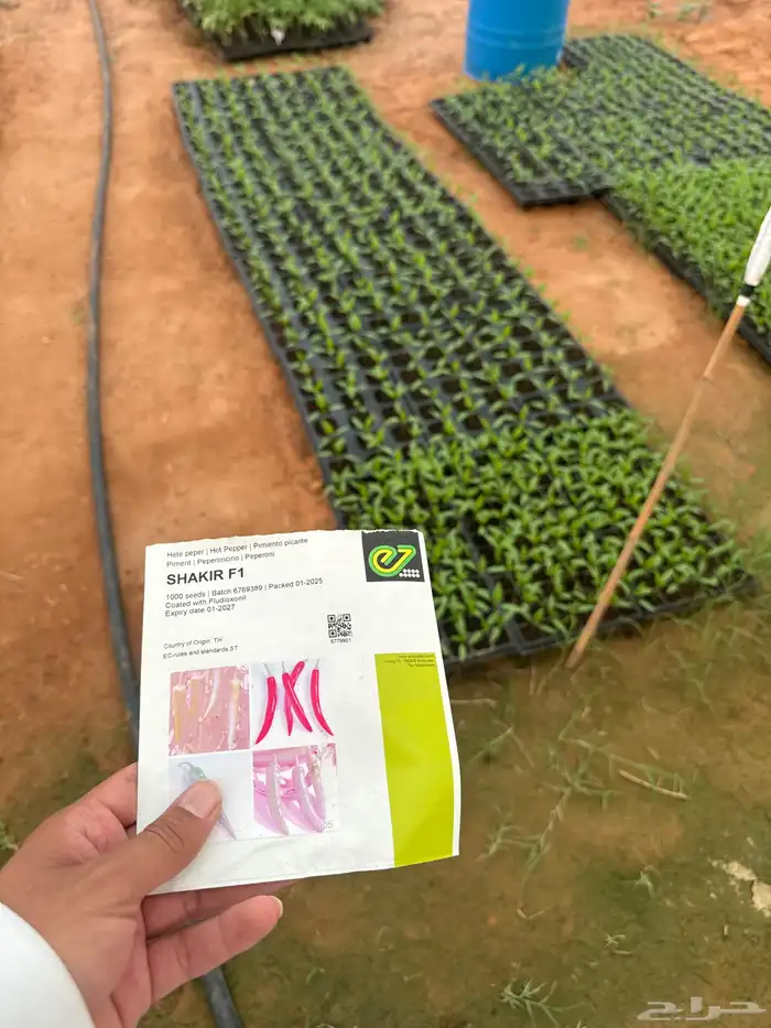 شتلات طماط 2