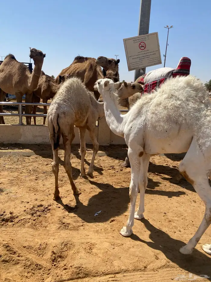 قعدان لبانيه وزن فوق 90 كيلو 1