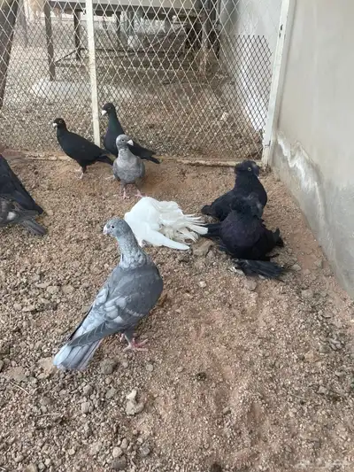 للبيع مجموعة حمام زينة index
