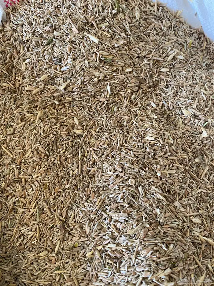 بذر هيبان صافي وبذر هيبان مخلوط 0