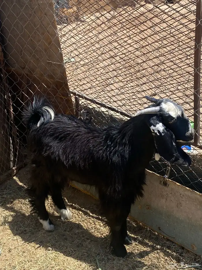 تيس عارضي للبيع مقفل شحم ولحم عمر 7 شهور او 8 اشهر 5