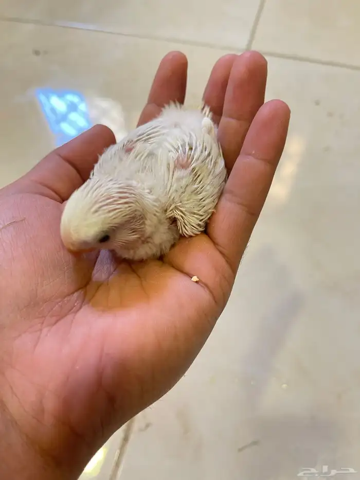 فروخ روز الوان حلوه 2