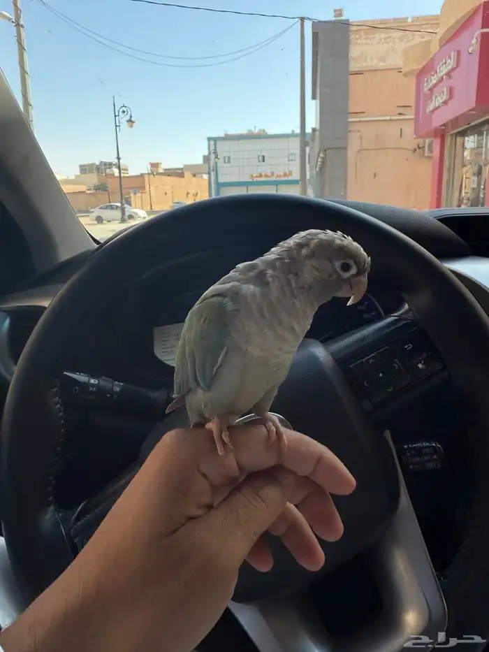 طير كنيور اليف 4