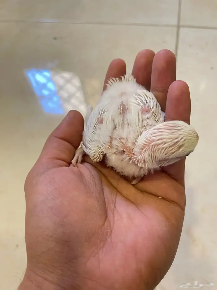 فروخ روز الوان حلوه 3