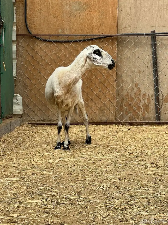 نعجة صفراء مبشمة دافع قريب (تم البيع) 2