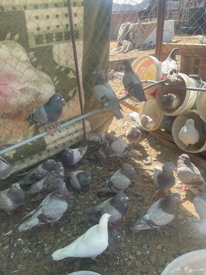 حمام سلفر جامبو و حمام فرنسي و حمام زاجل 6