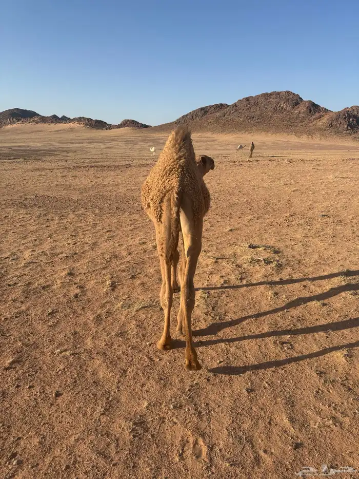قعود أشعل 3