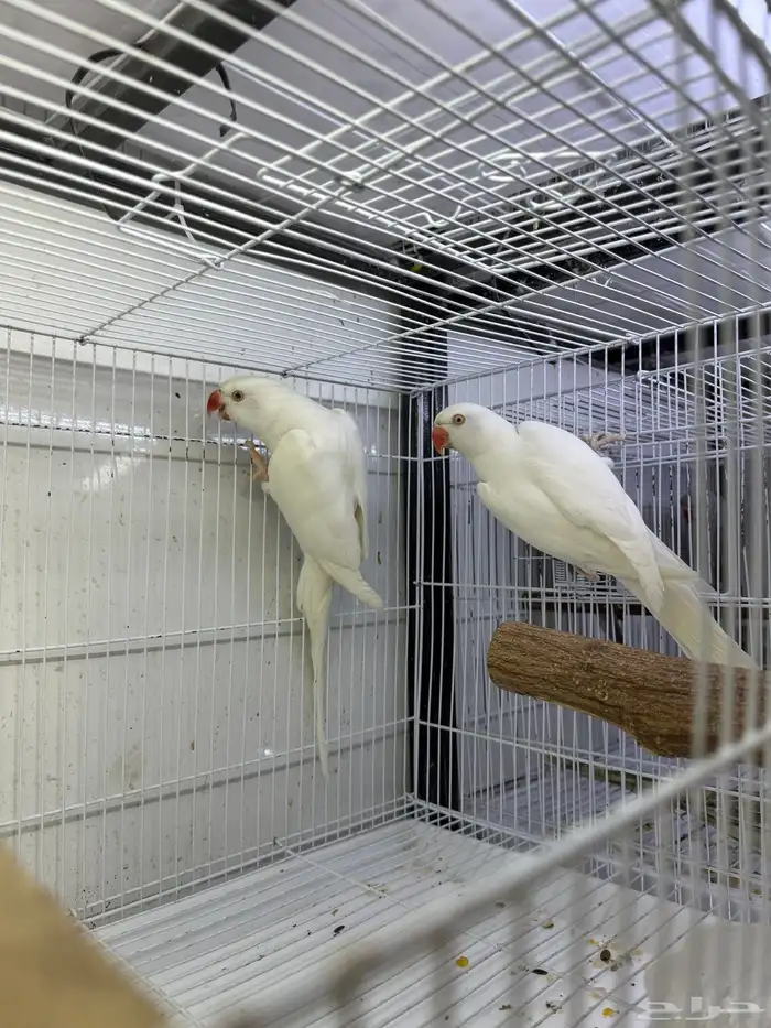 جوز دره لاتينو متاح جوز دره 3