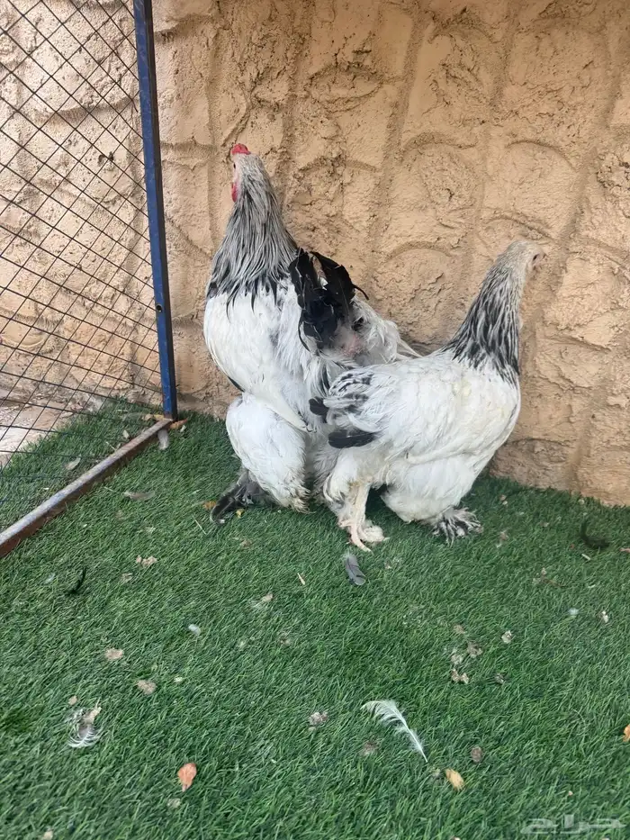 يوجد دجاج براهما للبيع 2