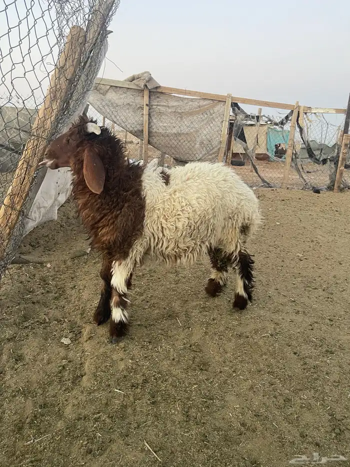 هرفي لباني 1