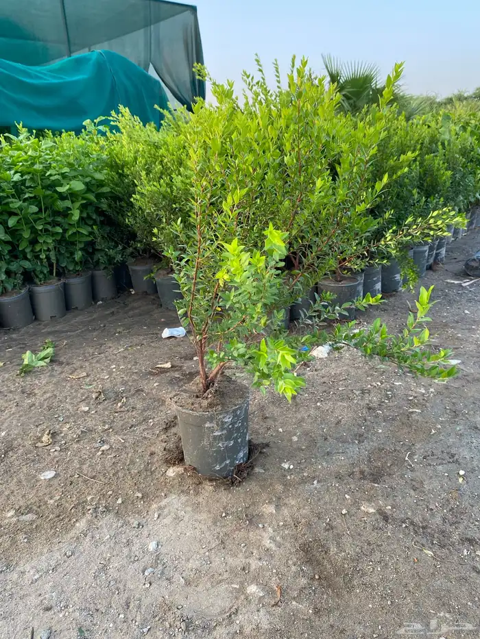 اشجار بالجمله فقط 6