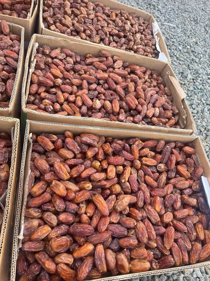 تمر صفري نقاوه صافي 1