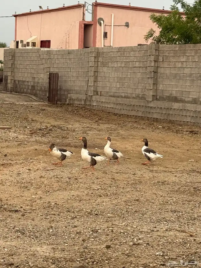 وز للبيع الموقع العيدابي 2